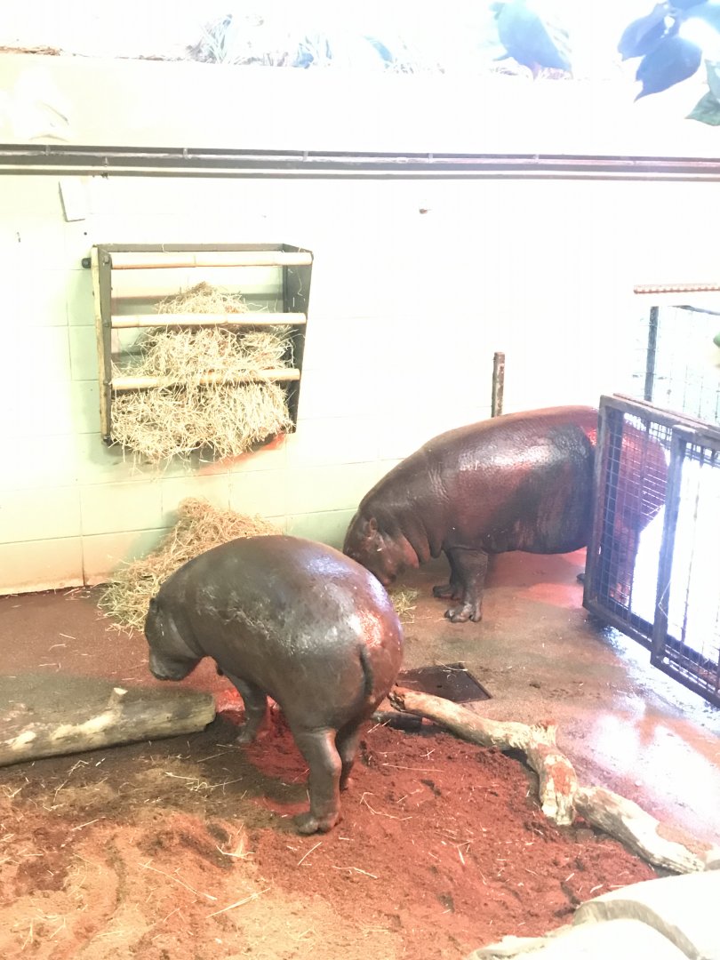Pygmy hippos