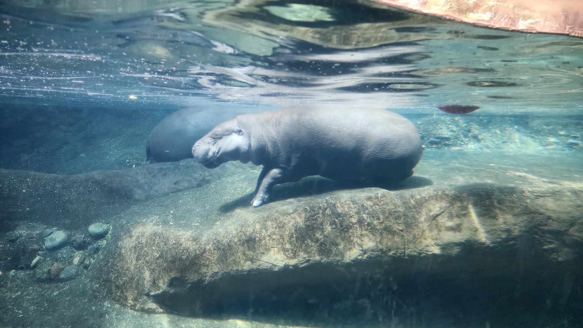Pygmy Hippos