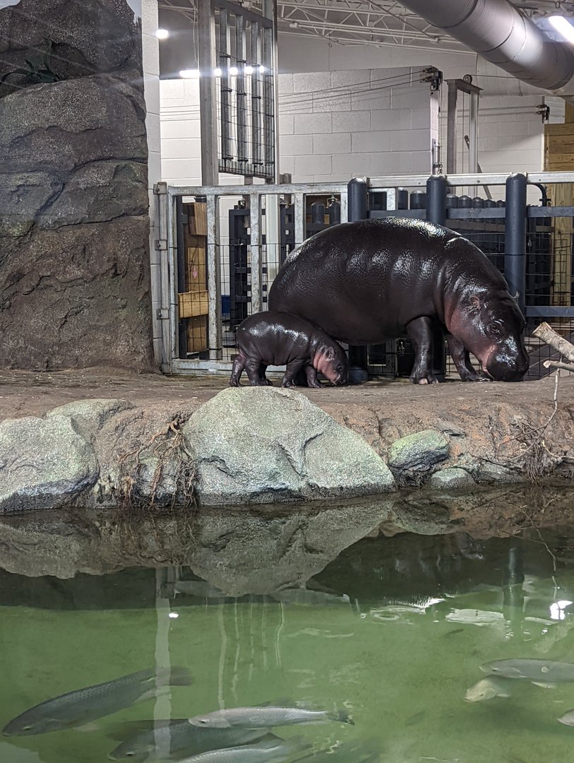Pygmy Hippos