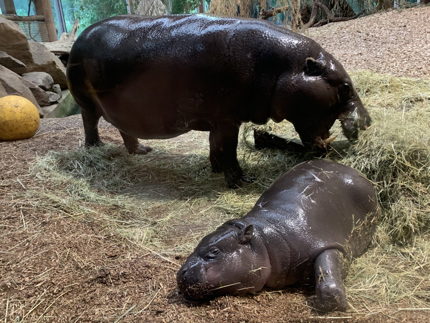 Pygmy hippos