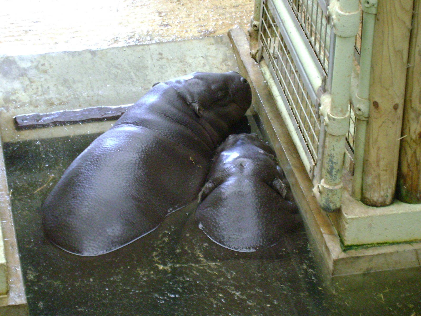 Pygmy hippos