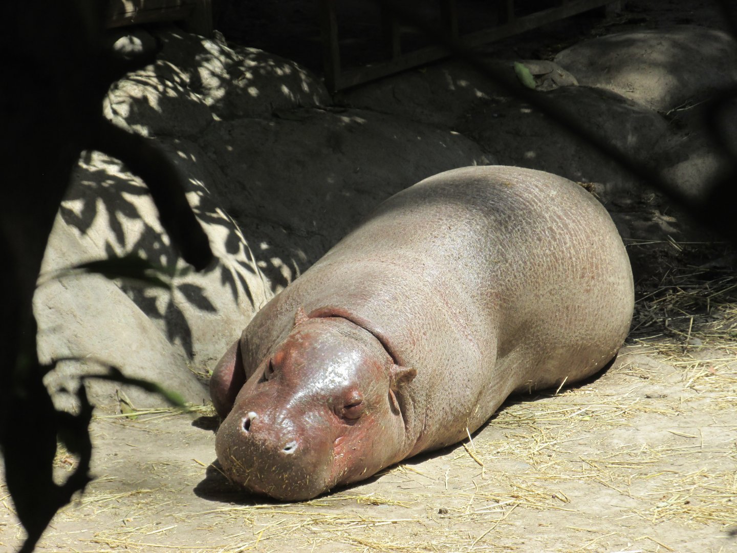 pygmy hippotamus buin zoo