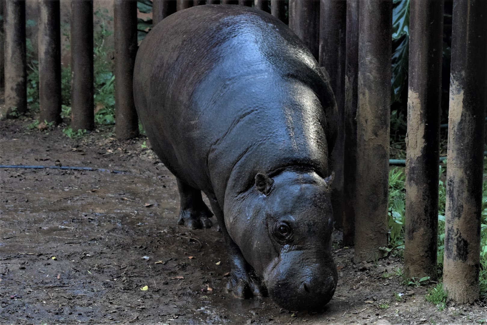 Pygmy Hippotamus (Choeropsis liberiensis)