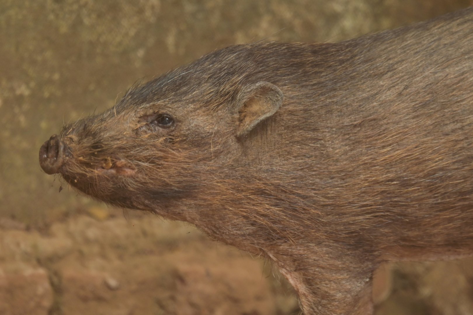 Pygmy hog (Porcula salvania)