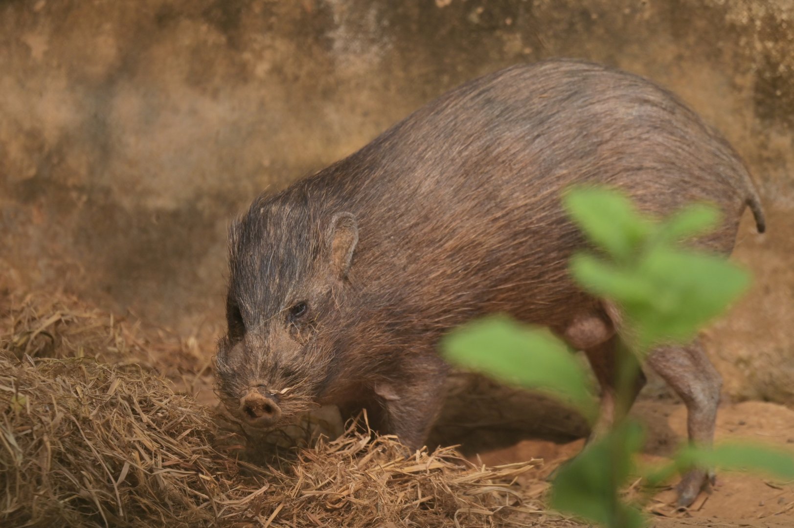 Pygmy hog (Porcula salvania)