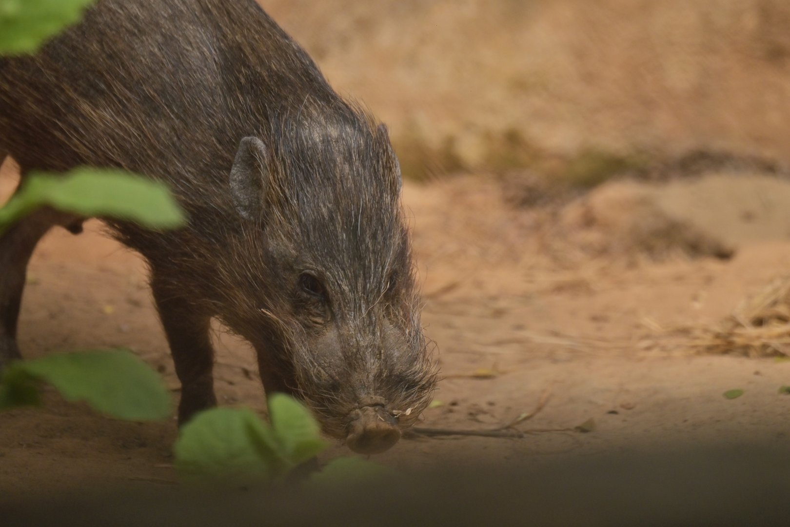 Pygmy hog (Porcula salvania)