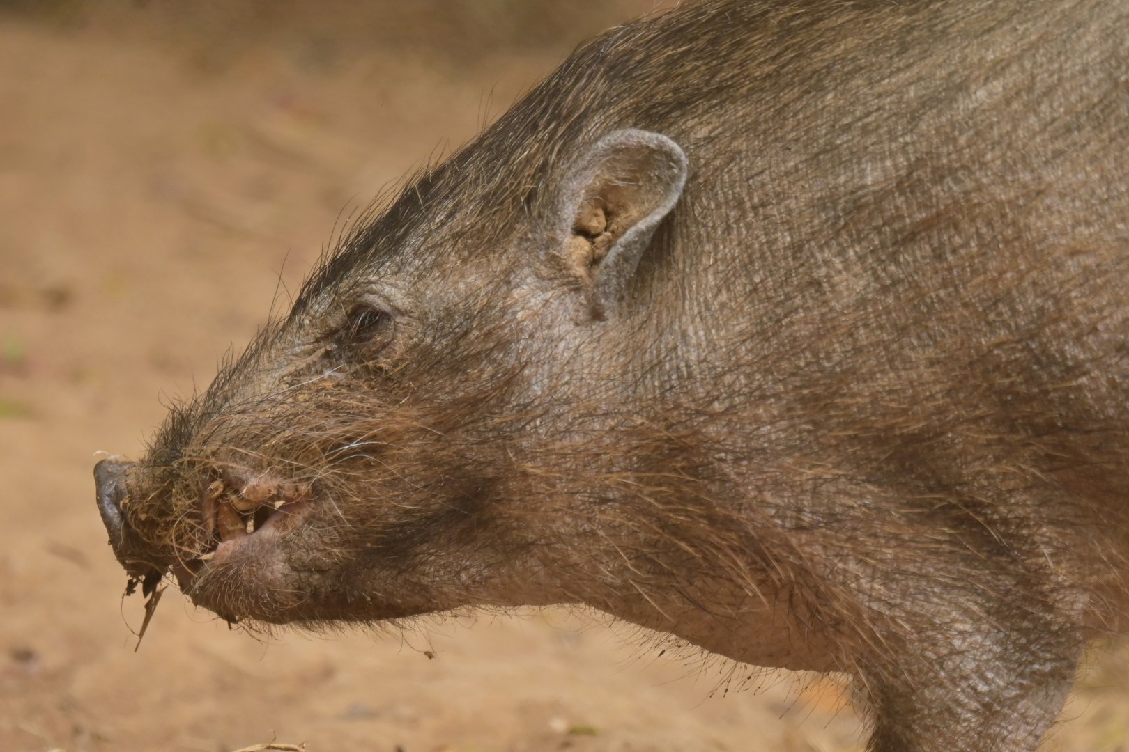 Pygmy hog (Porcula salvania)
