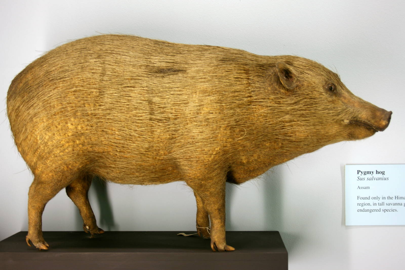 Pygmy hog; Tring Zoological Museum; 30th December 2010