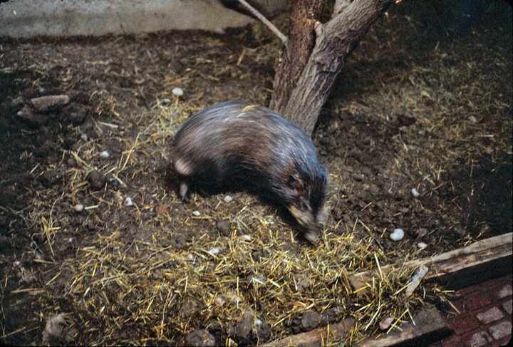 Pygmy Hog - Zürich Zoo - 1980's