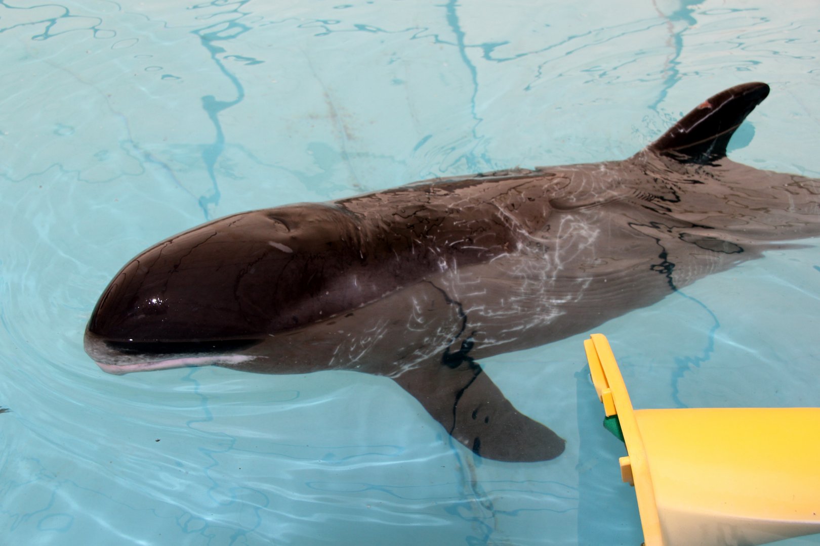 pygmy killer whale (Feresa attenuata)