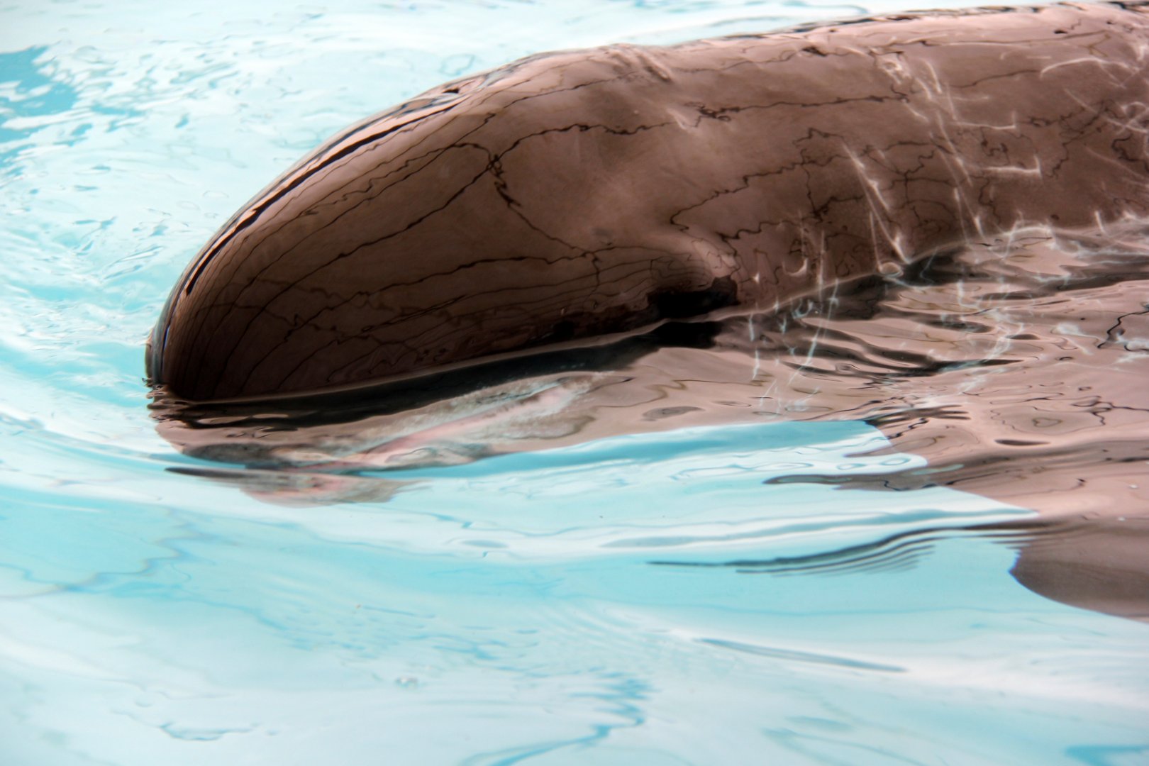 pygmy killer whale (Feresa attenuata)
