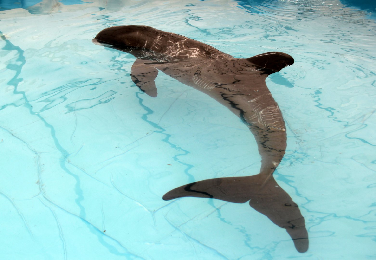 pygmy killer whale (Feresa attenuata)