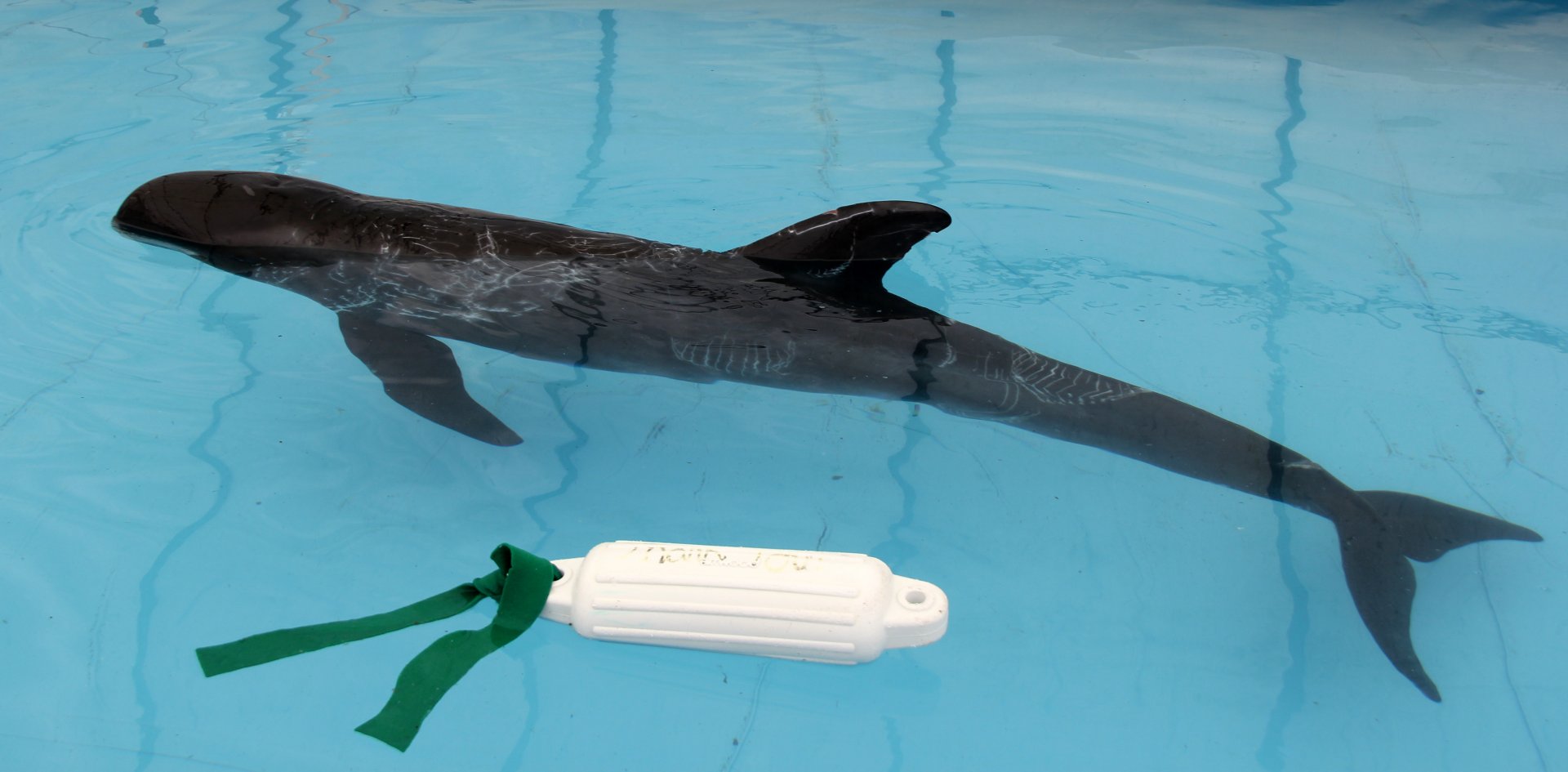 pygmy killer whale (Feresa attenuata)