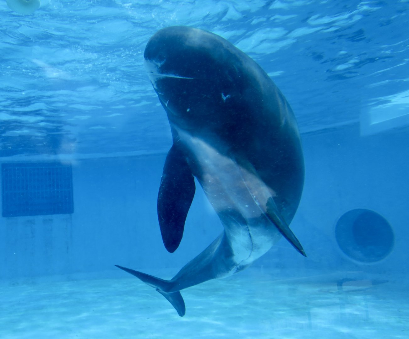 Pygmy Killer Whale (Feresa attenuata)