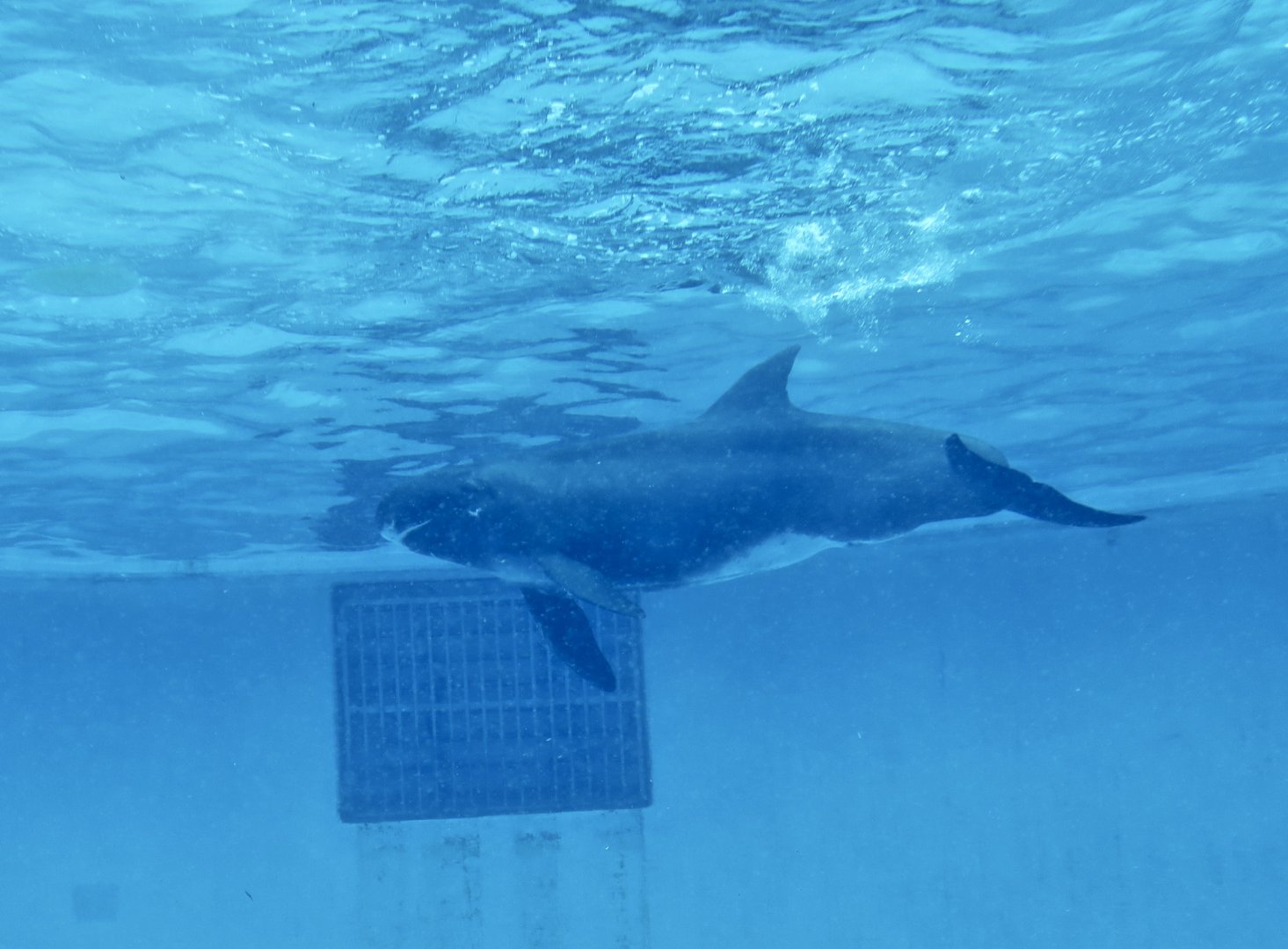 Pygmy Killer Whale (Feresa attenuata)