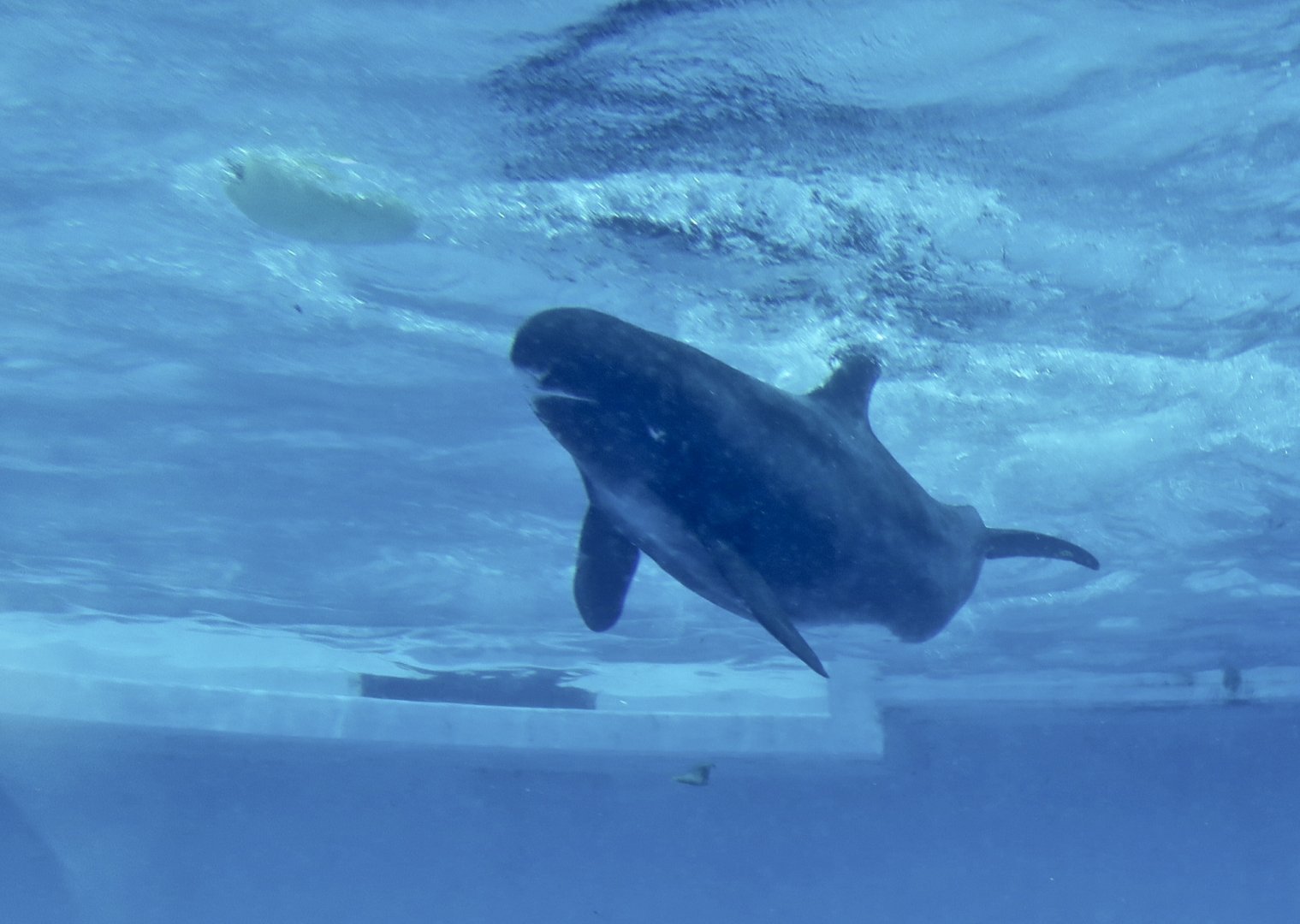 Pygmy Killer Whale (Feresa attenuata)