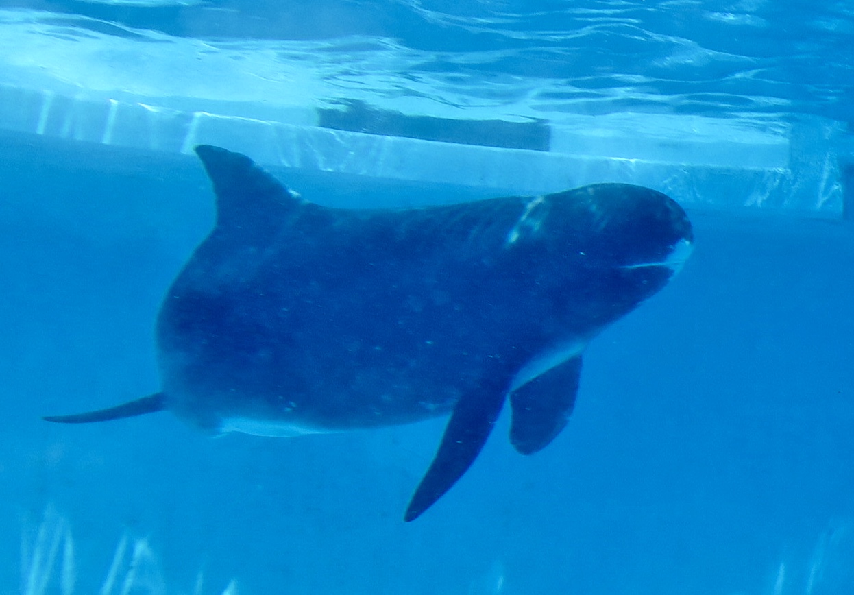 Pygmy Killer Whale (Feresa attenuata)