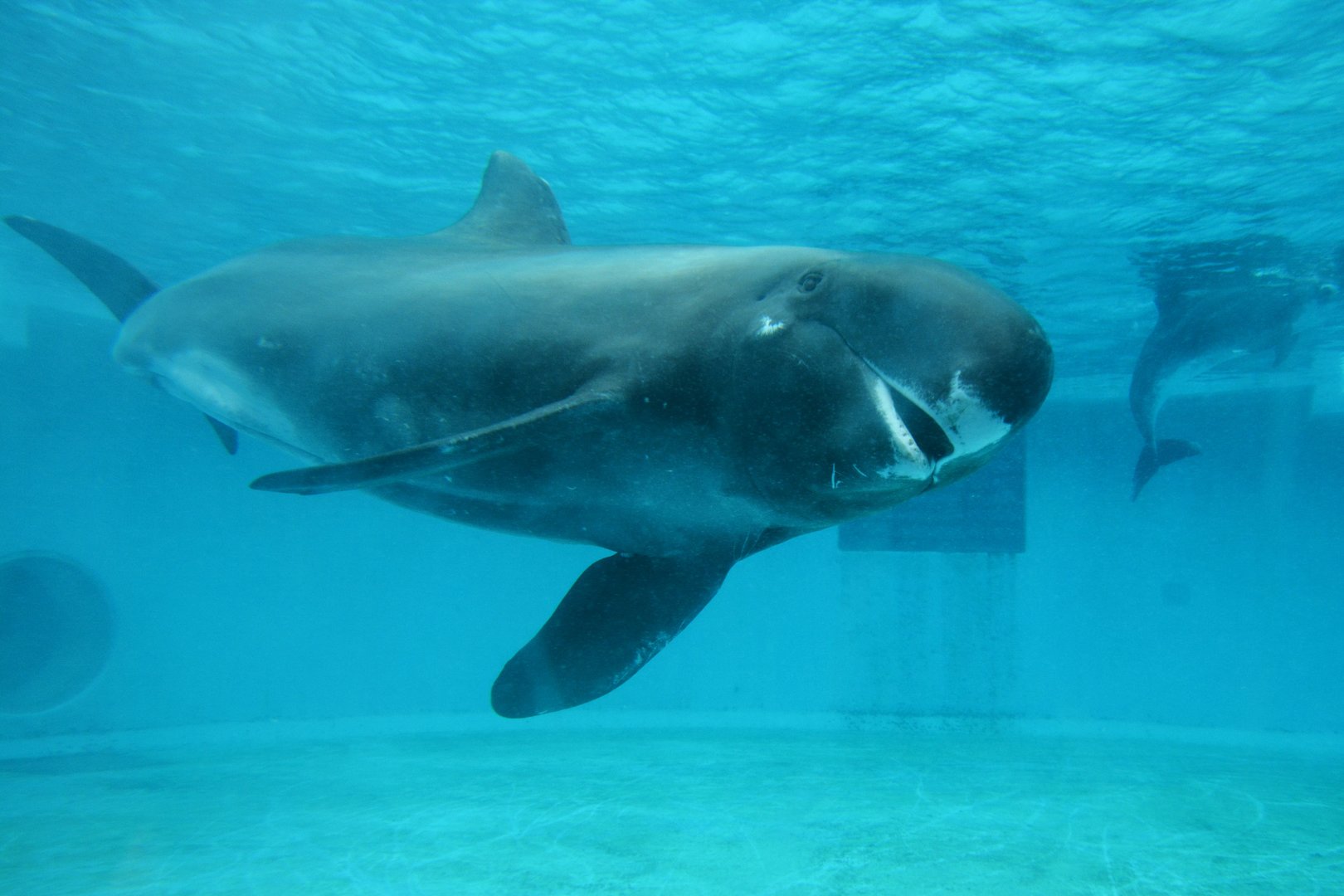 Pygmy killer whale (Feresa attenuata)