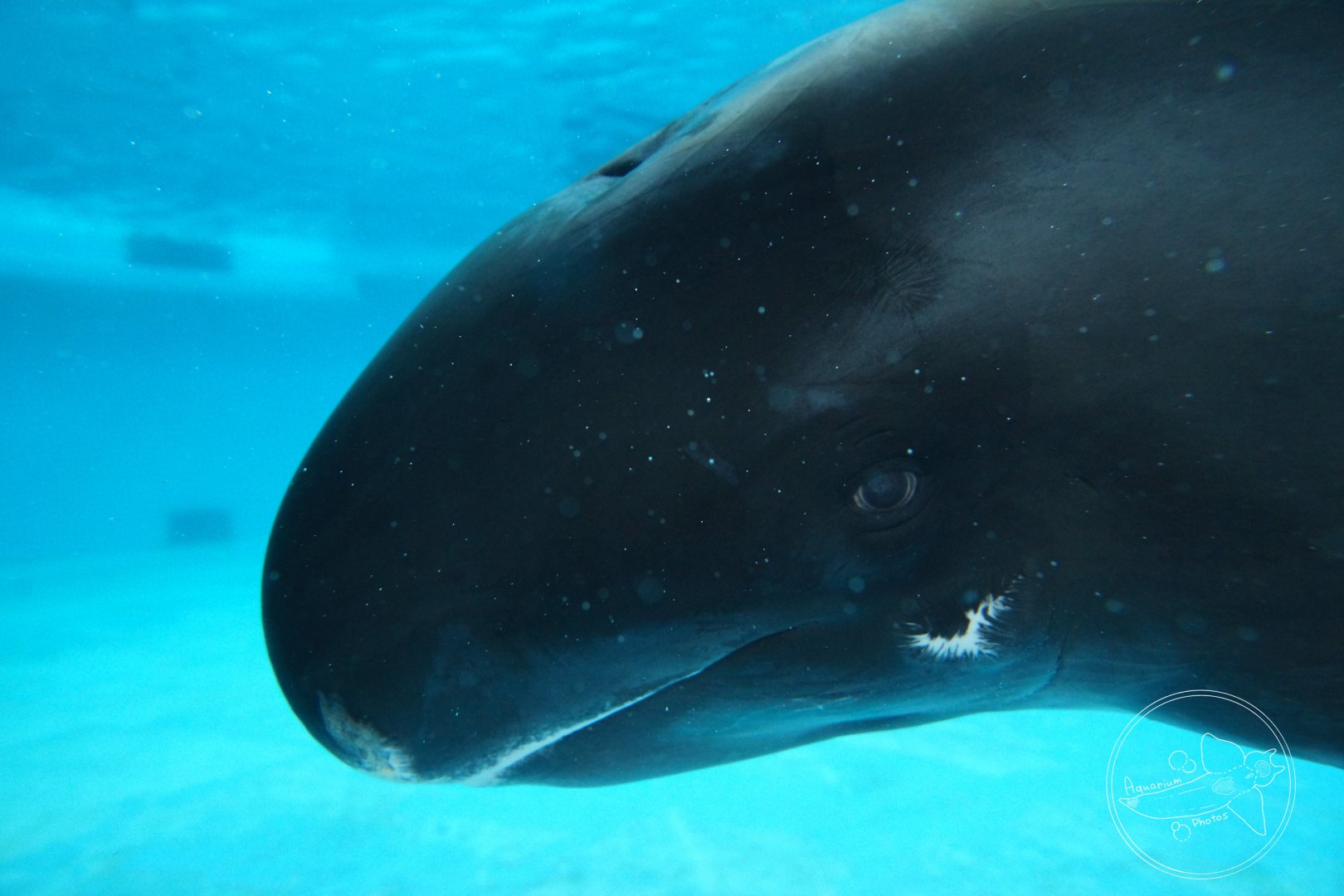 Pygmy Killer Whale (Feresa attenuata)