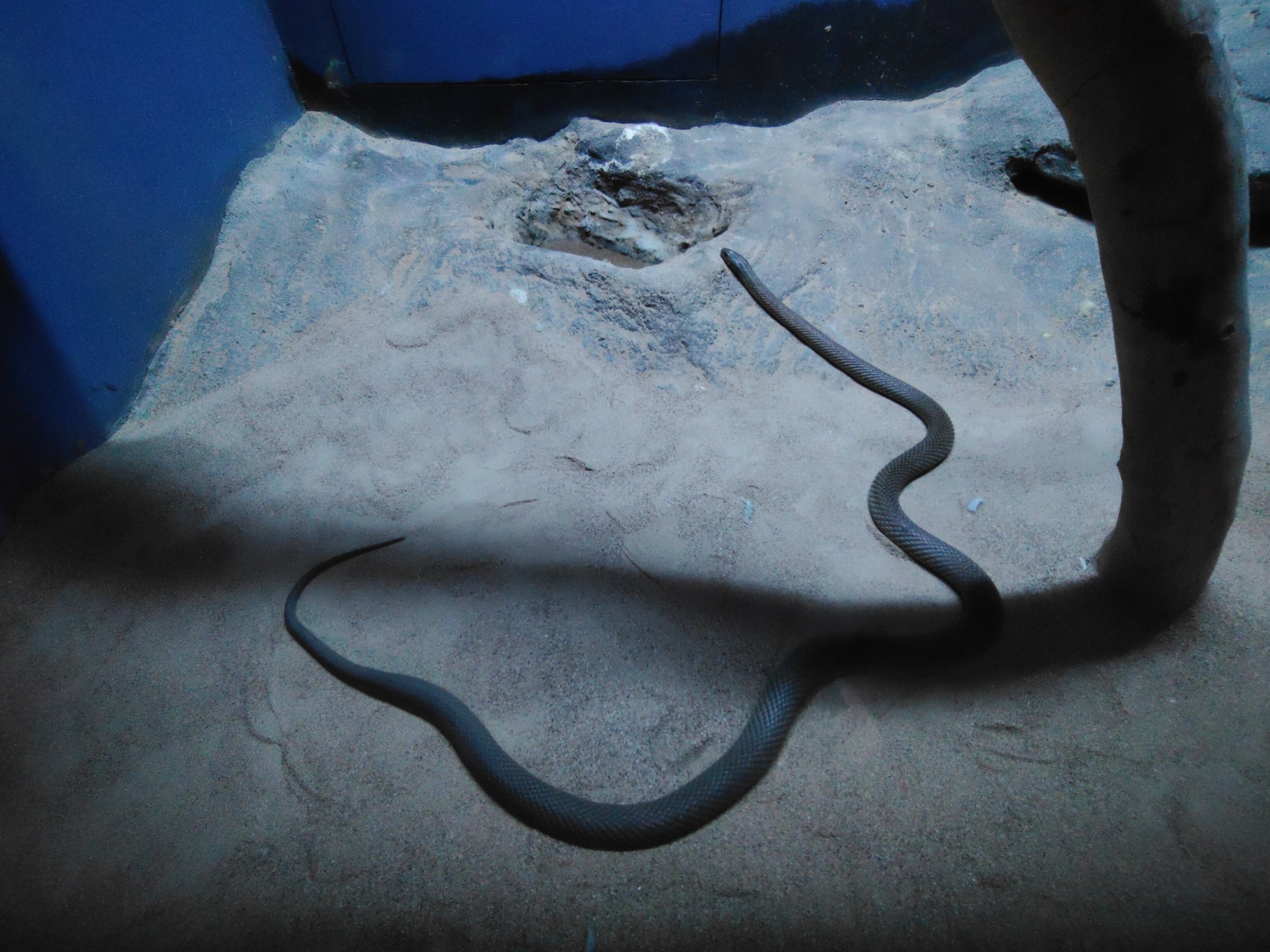 "Pygmy King Brown Snake" (Pseudechis sp)