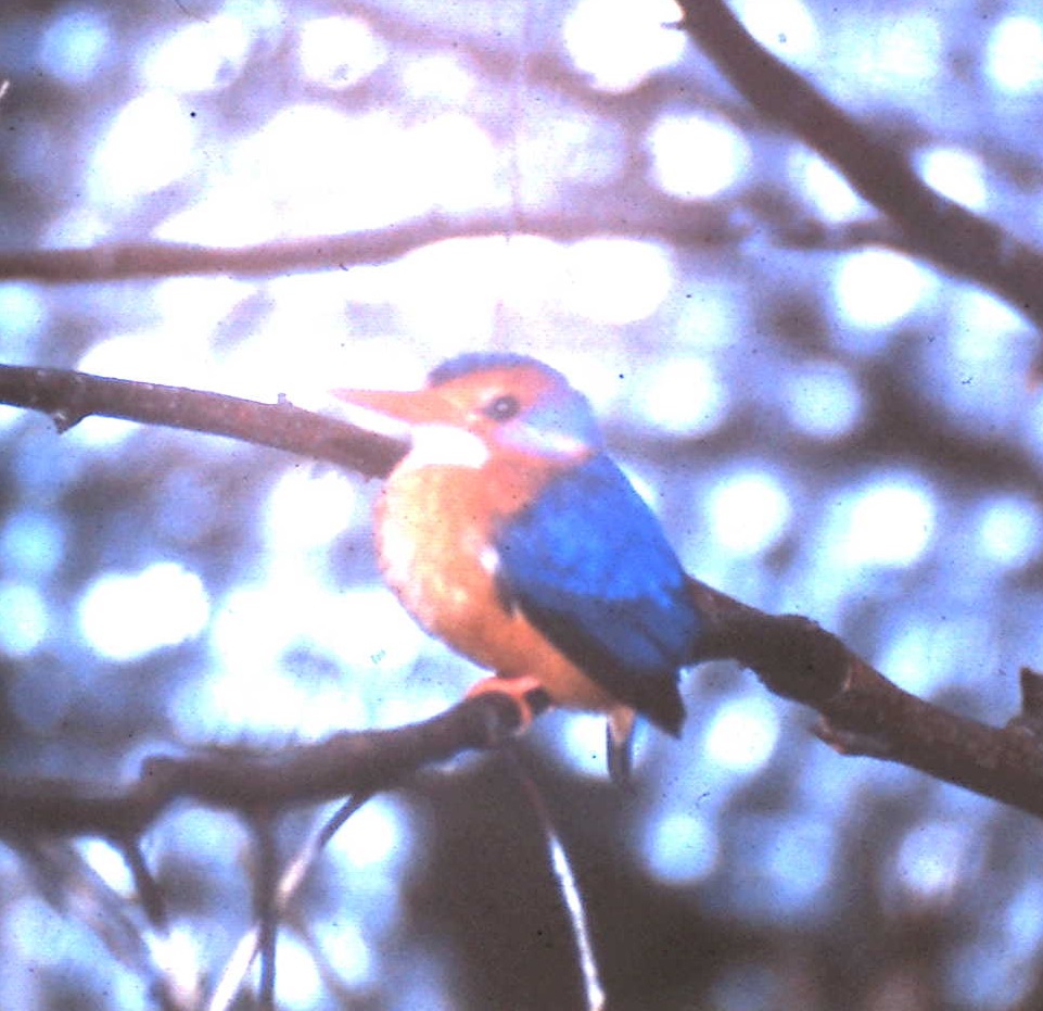 pygmy kingfisher