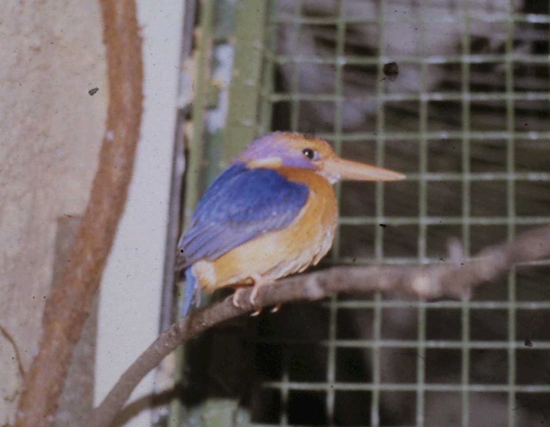 Pygmy kingfisher