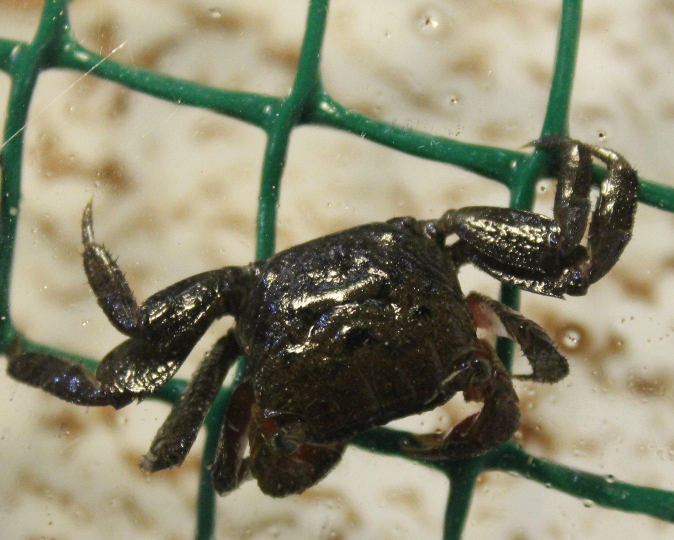 Pygmy land crab - Perisesarma - prop. bidens