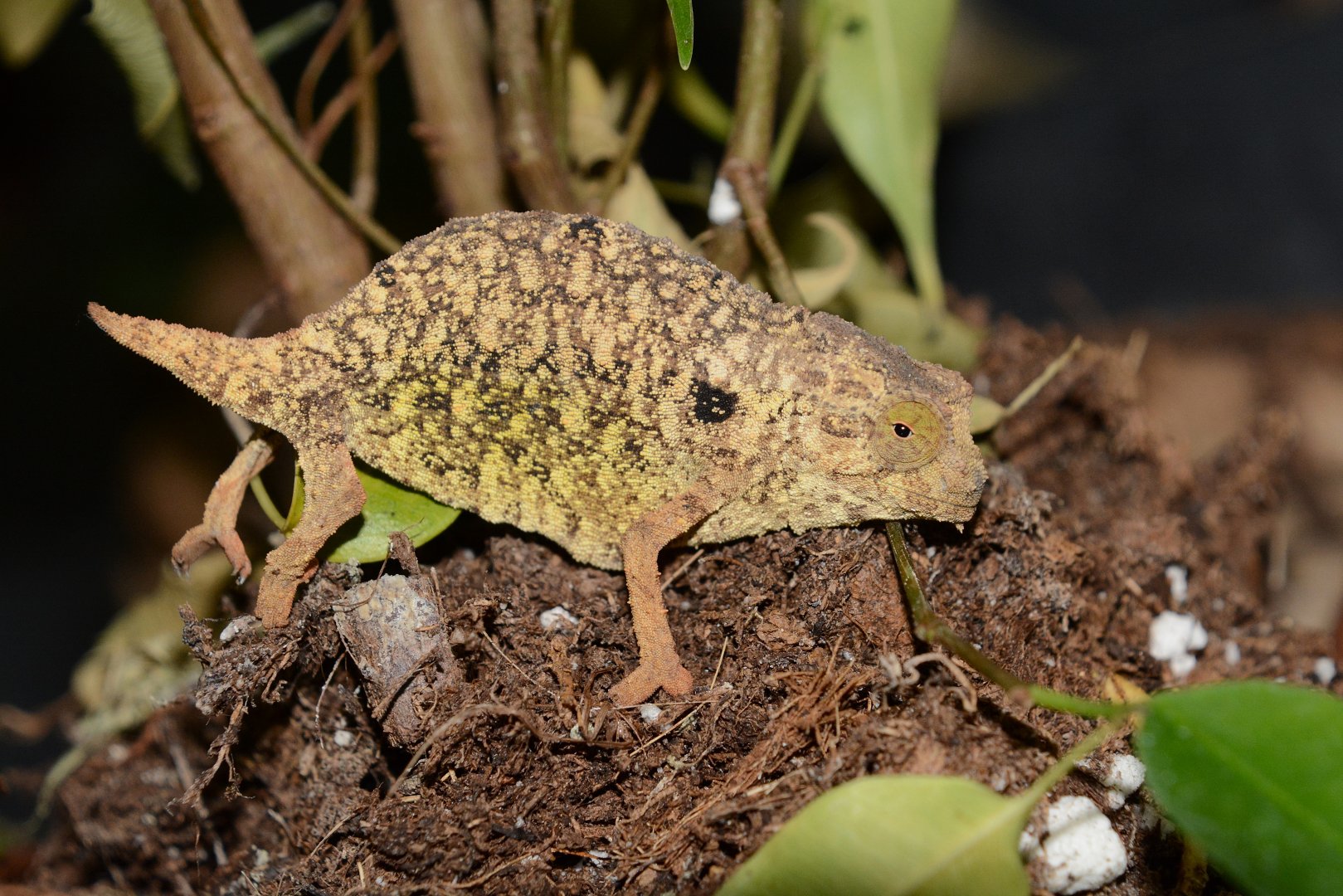 Pygmy leaf chameleon (Rieppeleon brevicaudatus)