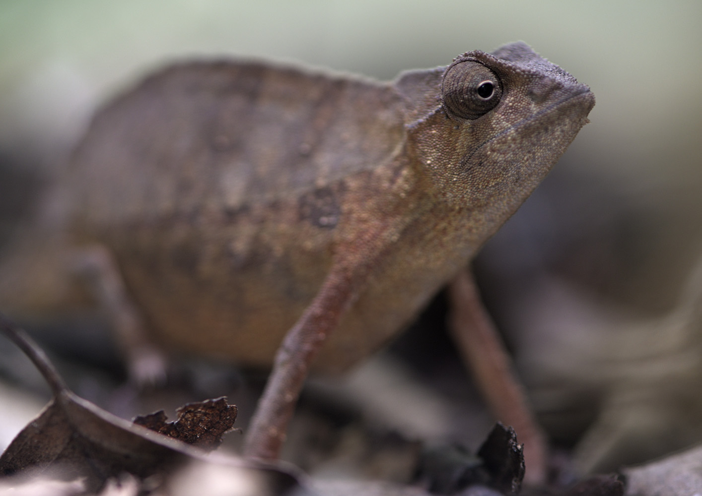 Pygmy leaf chameleon
