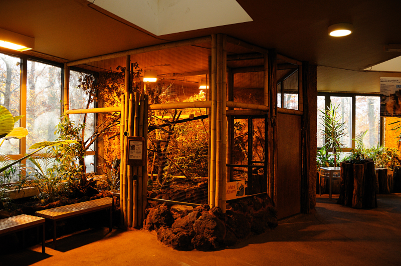 Pygmy lori aviary inside Rumah Hutan at Dortmund