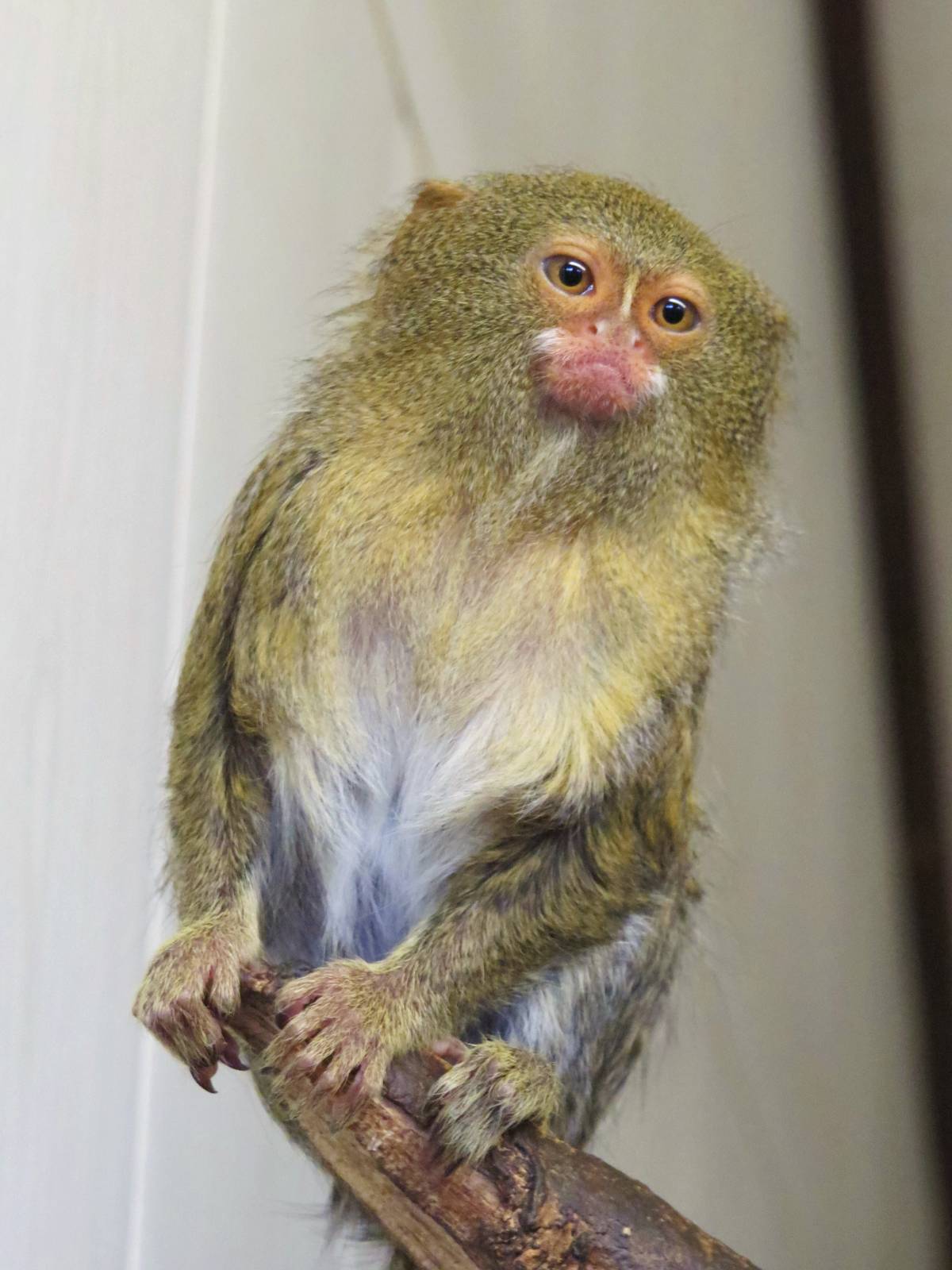 pygmy marmaset