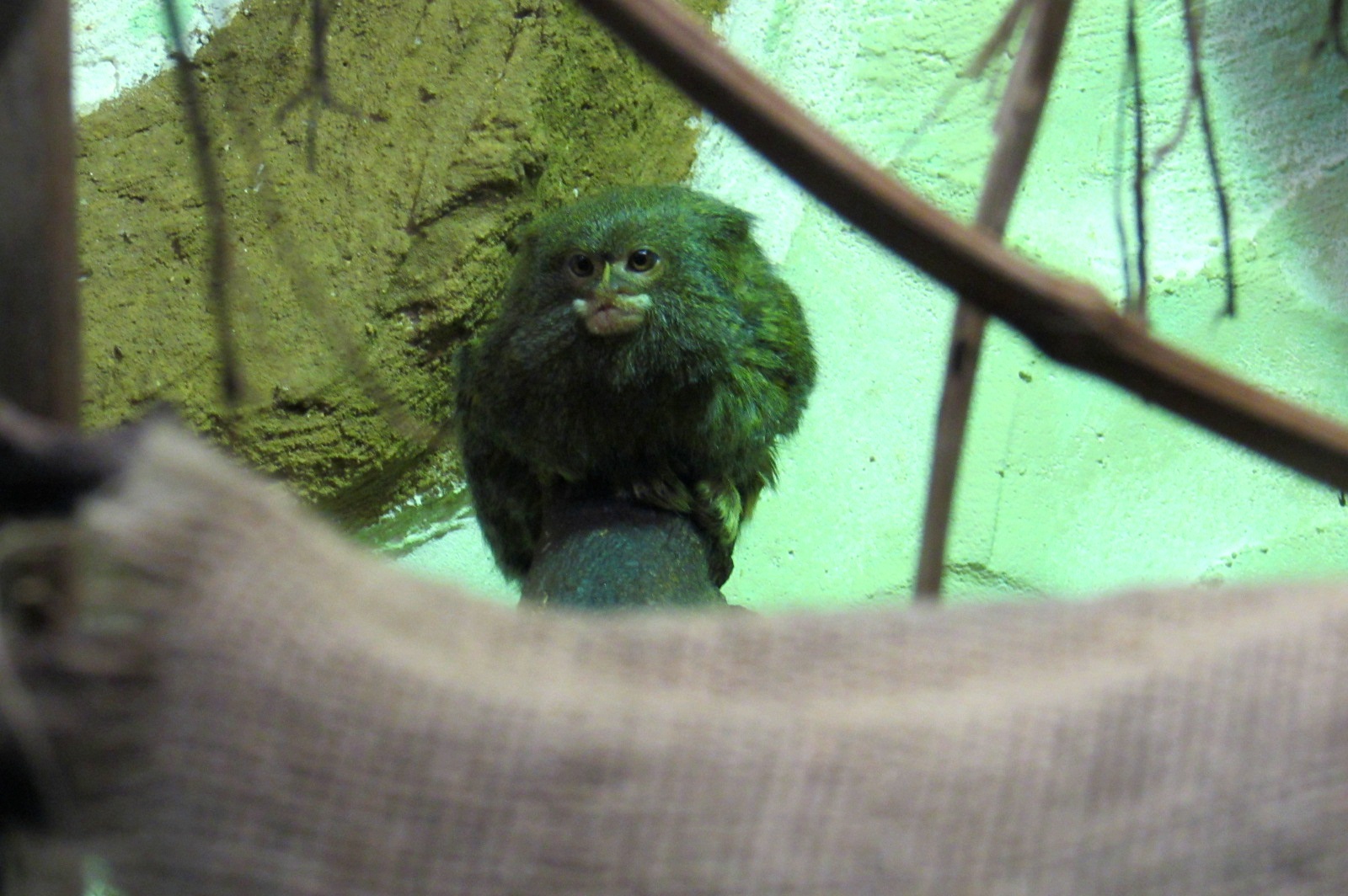 Pygmy Marmoset - 05/2015