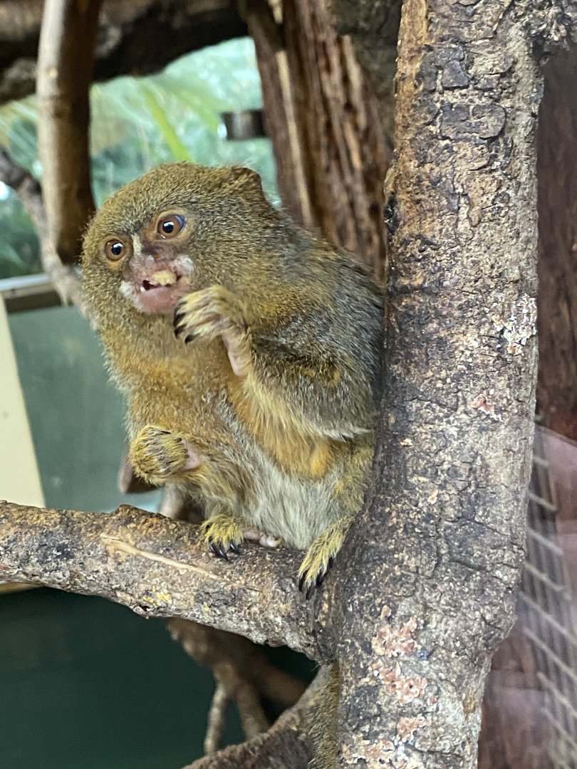 Pygmy marmoset 050120