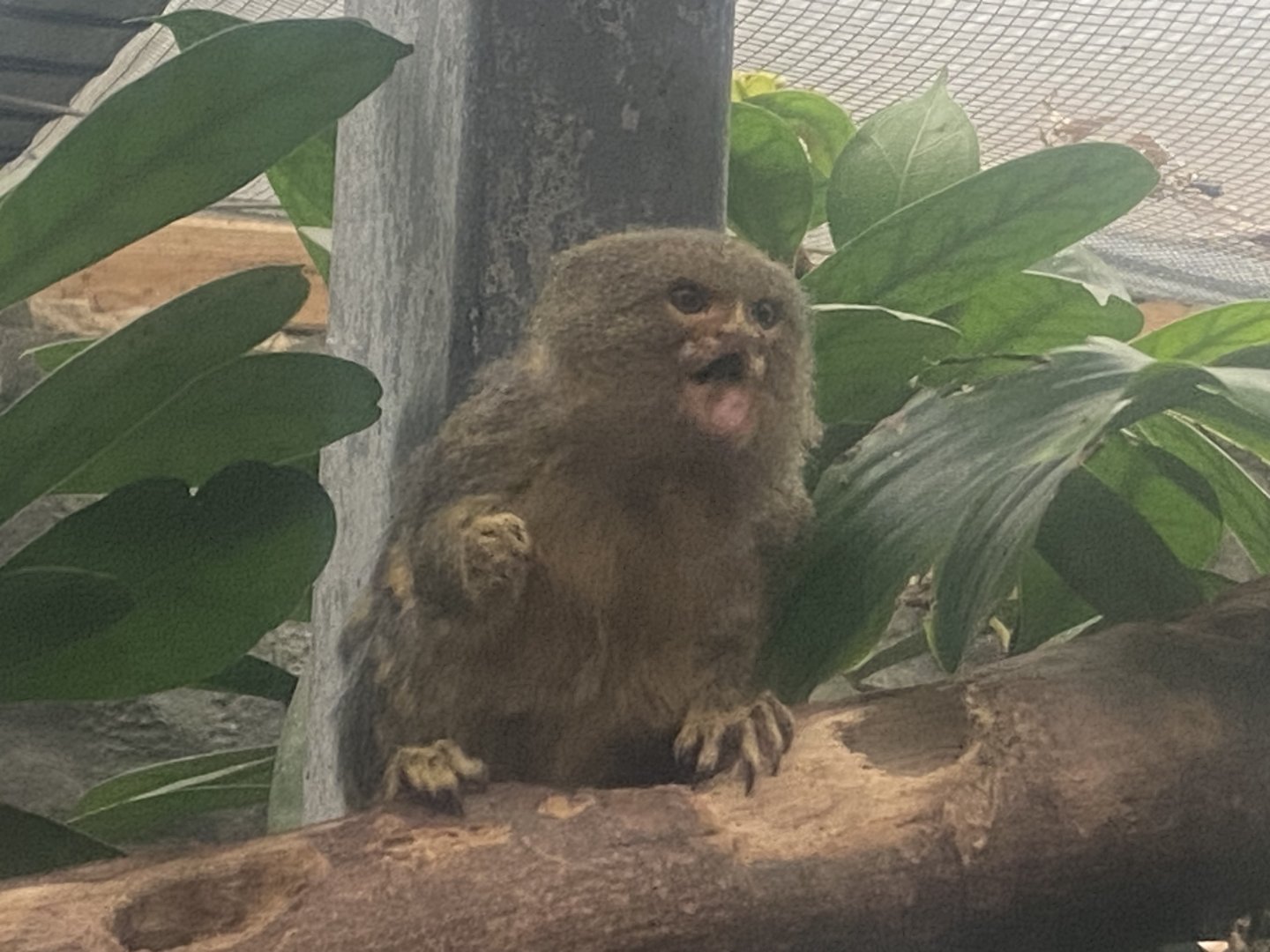 Pygmy marmoset 050924