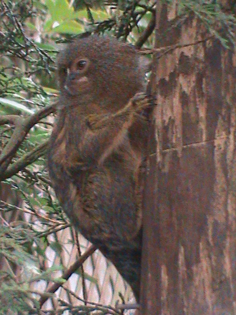 pygmy marmoset 080811