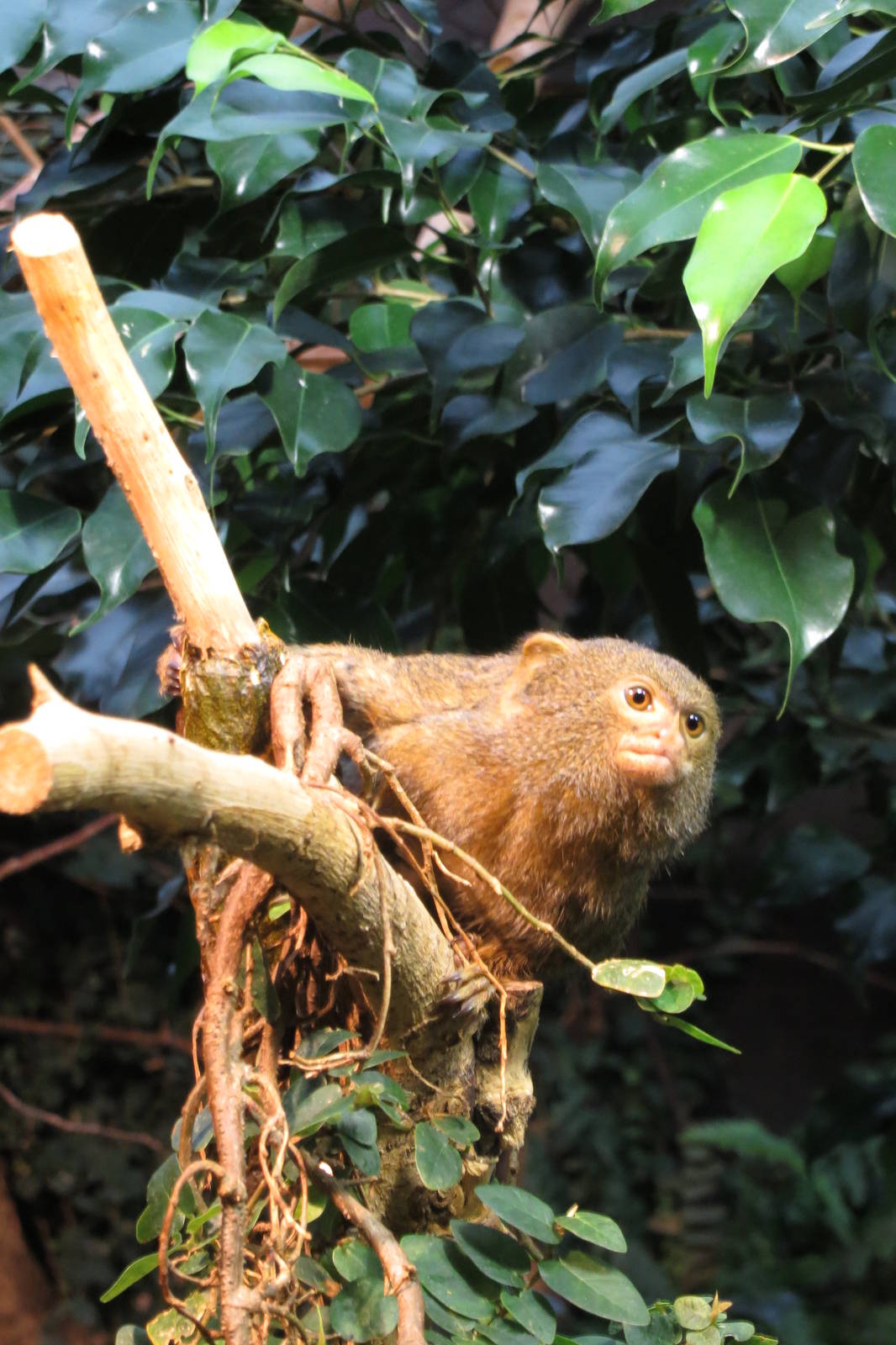 Pygmy Marmoset 101012