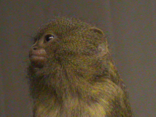 Pygmy marmoset 121210