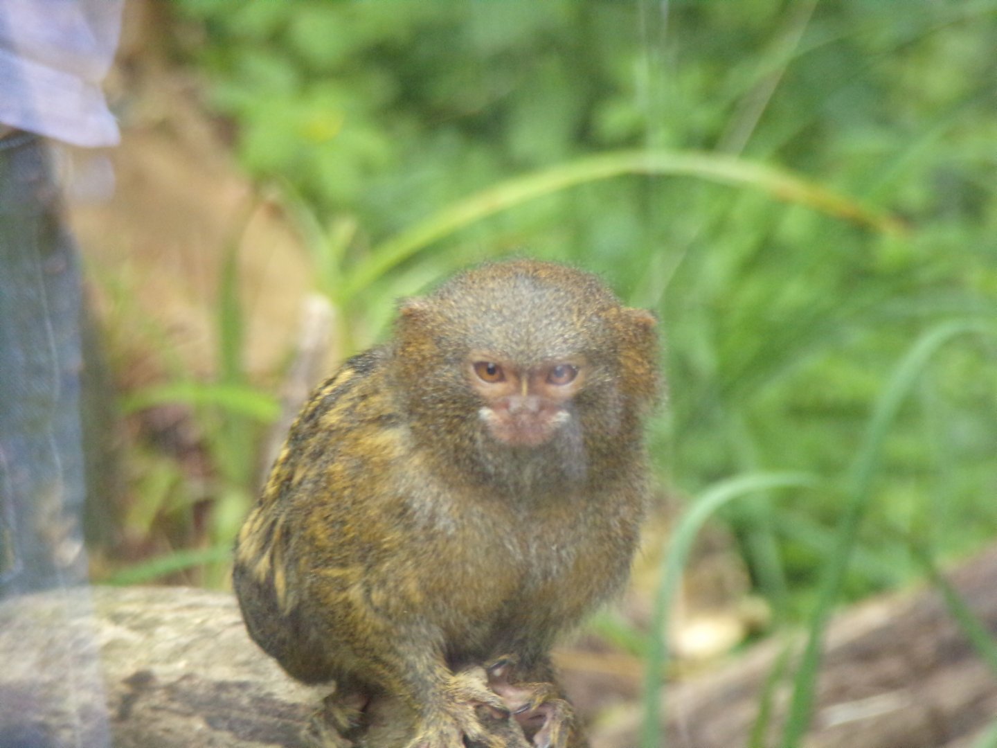 Pygmy marmoset 13.7.25