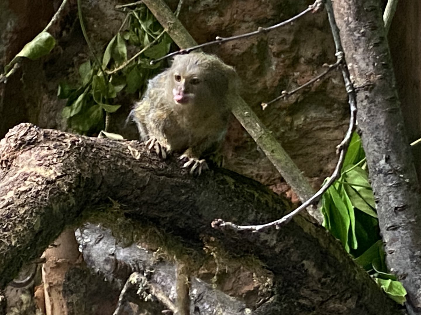 Pygmy marmoset 150725