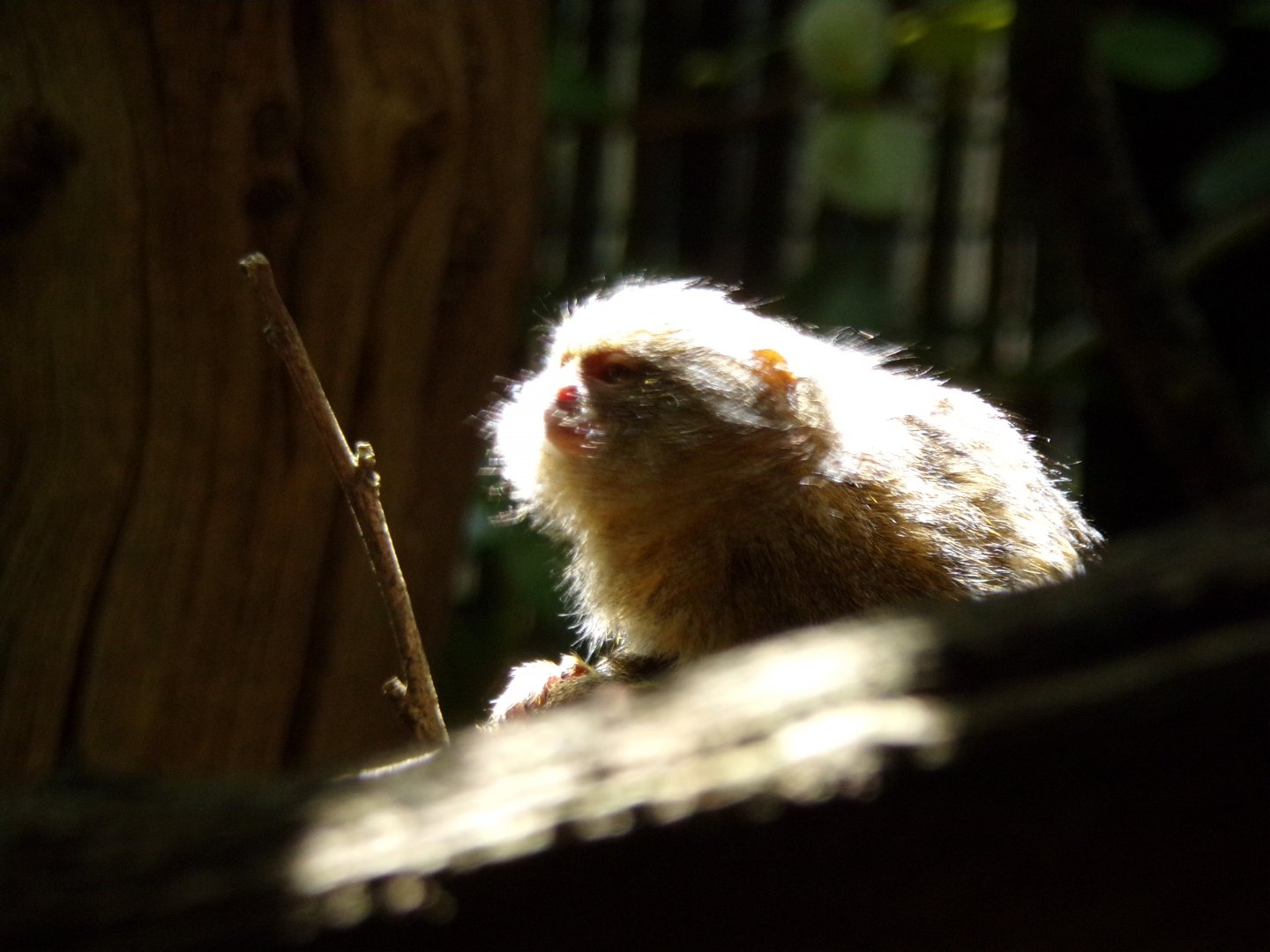Pygmy marmoset 17.7.23