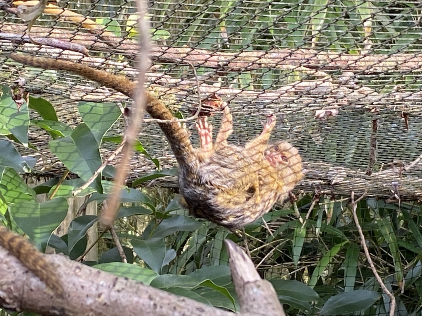 Pygmy marmoset 181020