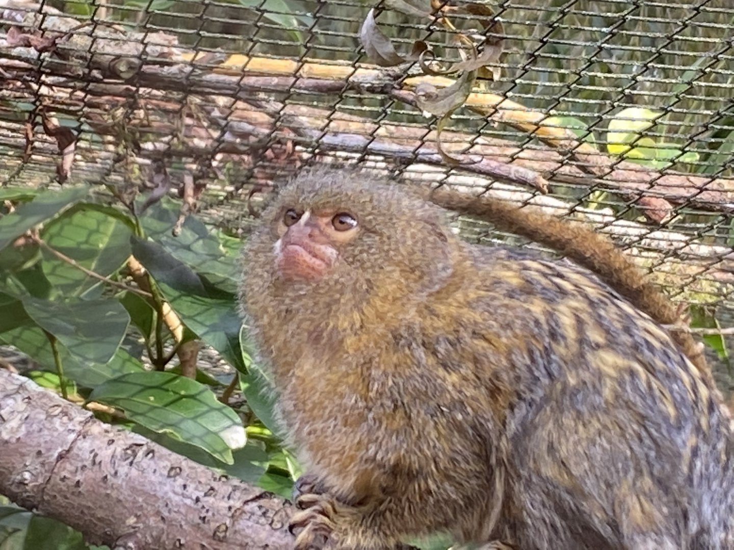 Pygmy marmoset 181020