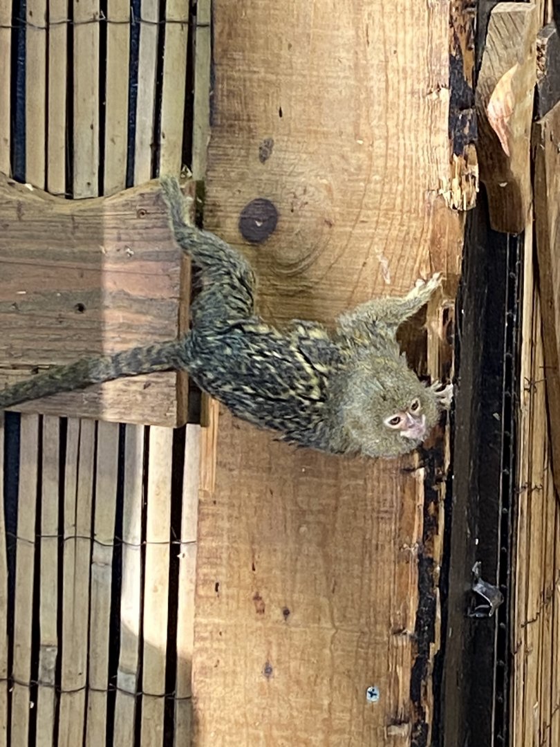 Pygmy marmoset 260124