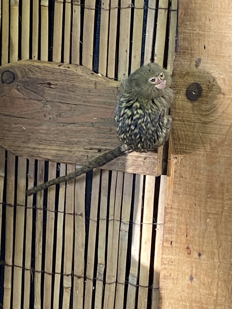 Pygmy marmoset 260124