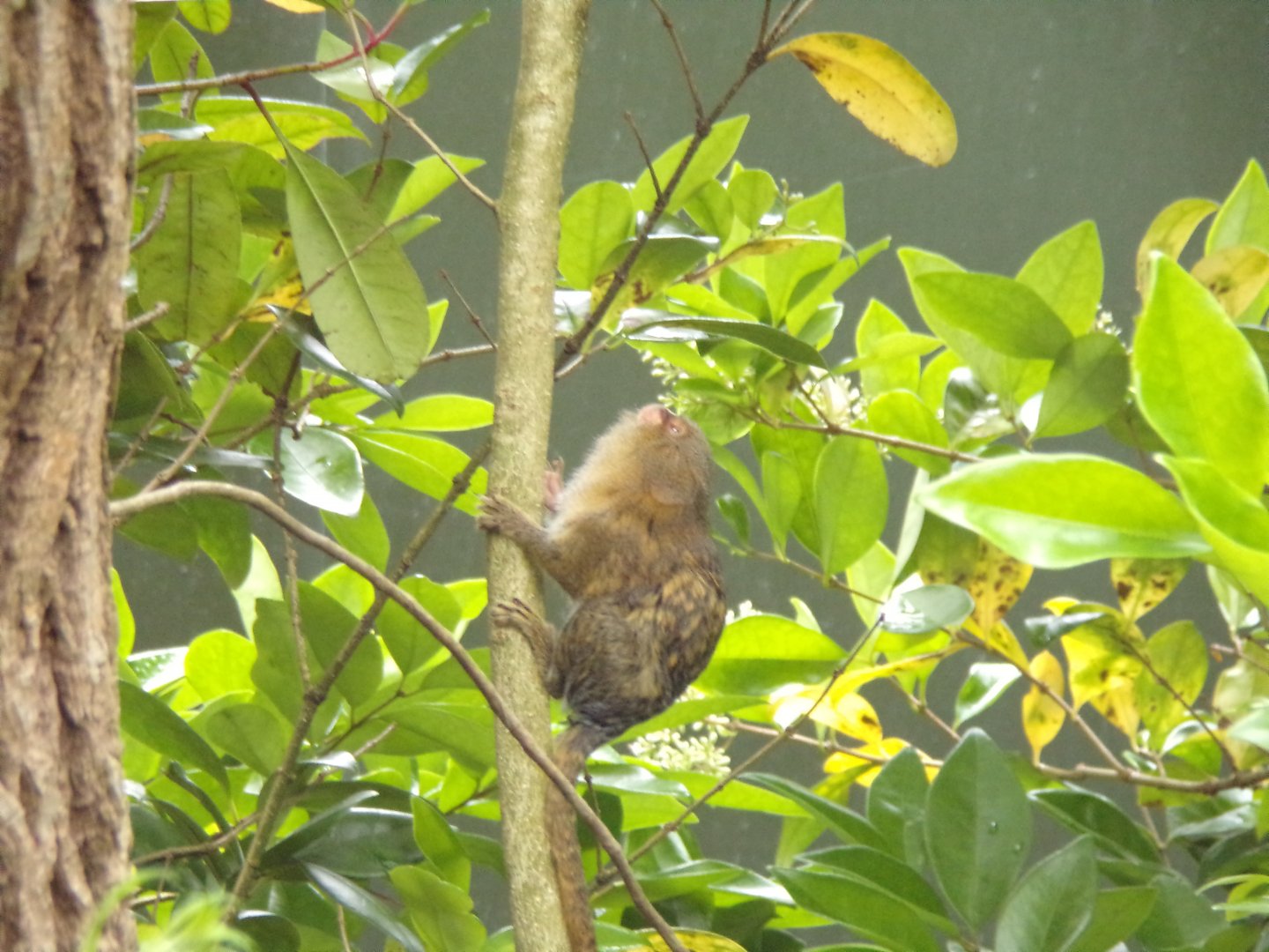 Pygmy marmoset 29.6.24