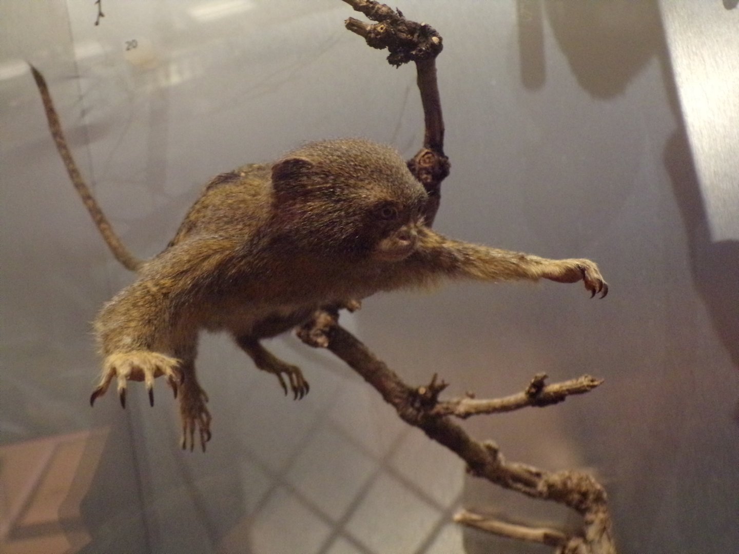 Pygmy marmoset 30.12.22