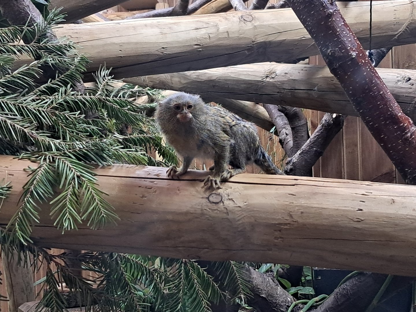 Pygmy marmoset- 5/1/2025
