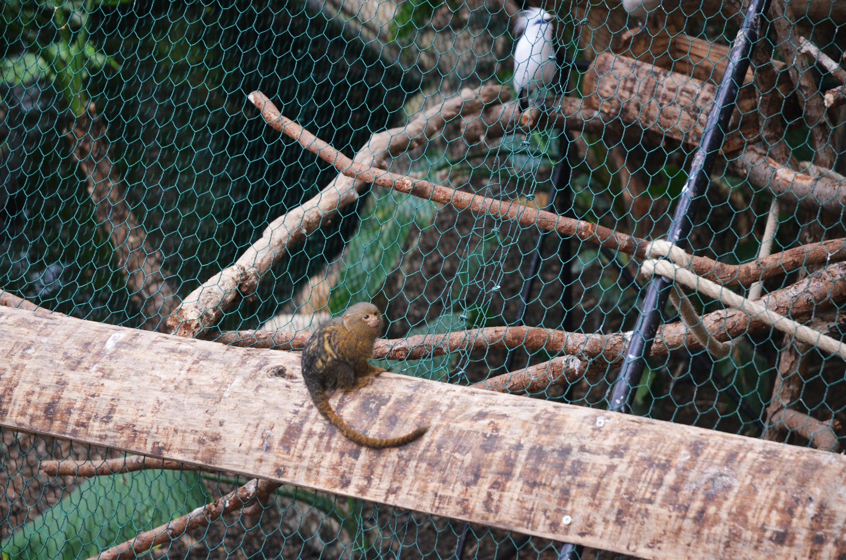 Pygmy Marmoset and Bali Starling at Biotropica, 16/06/18