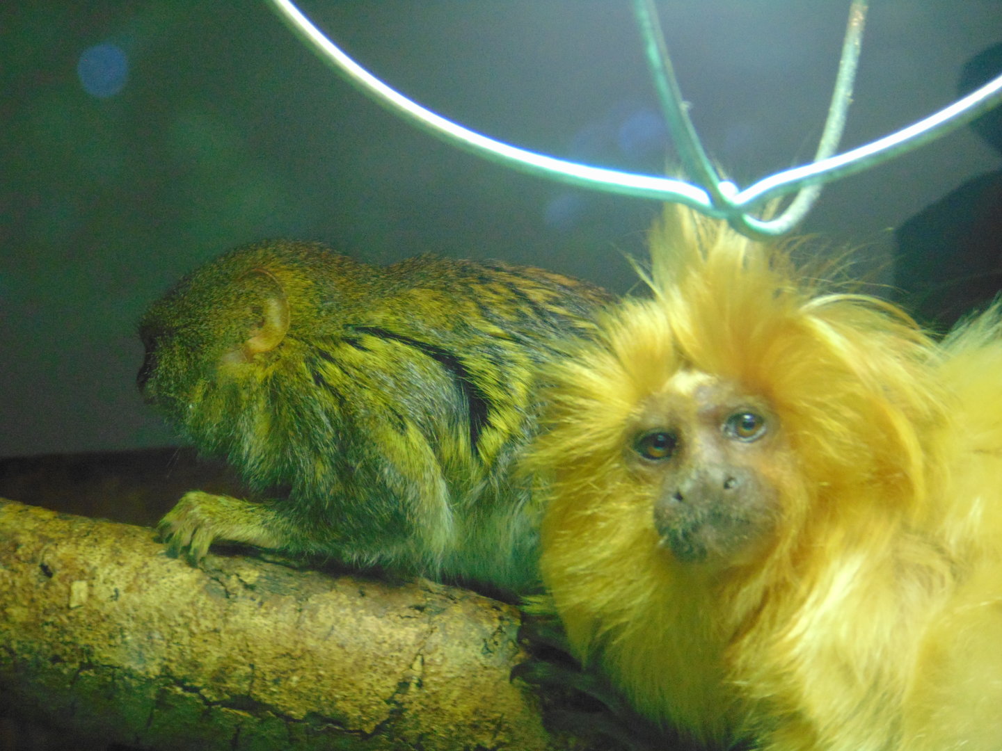Pygmy Marmoset and Golden Lion Tamarin