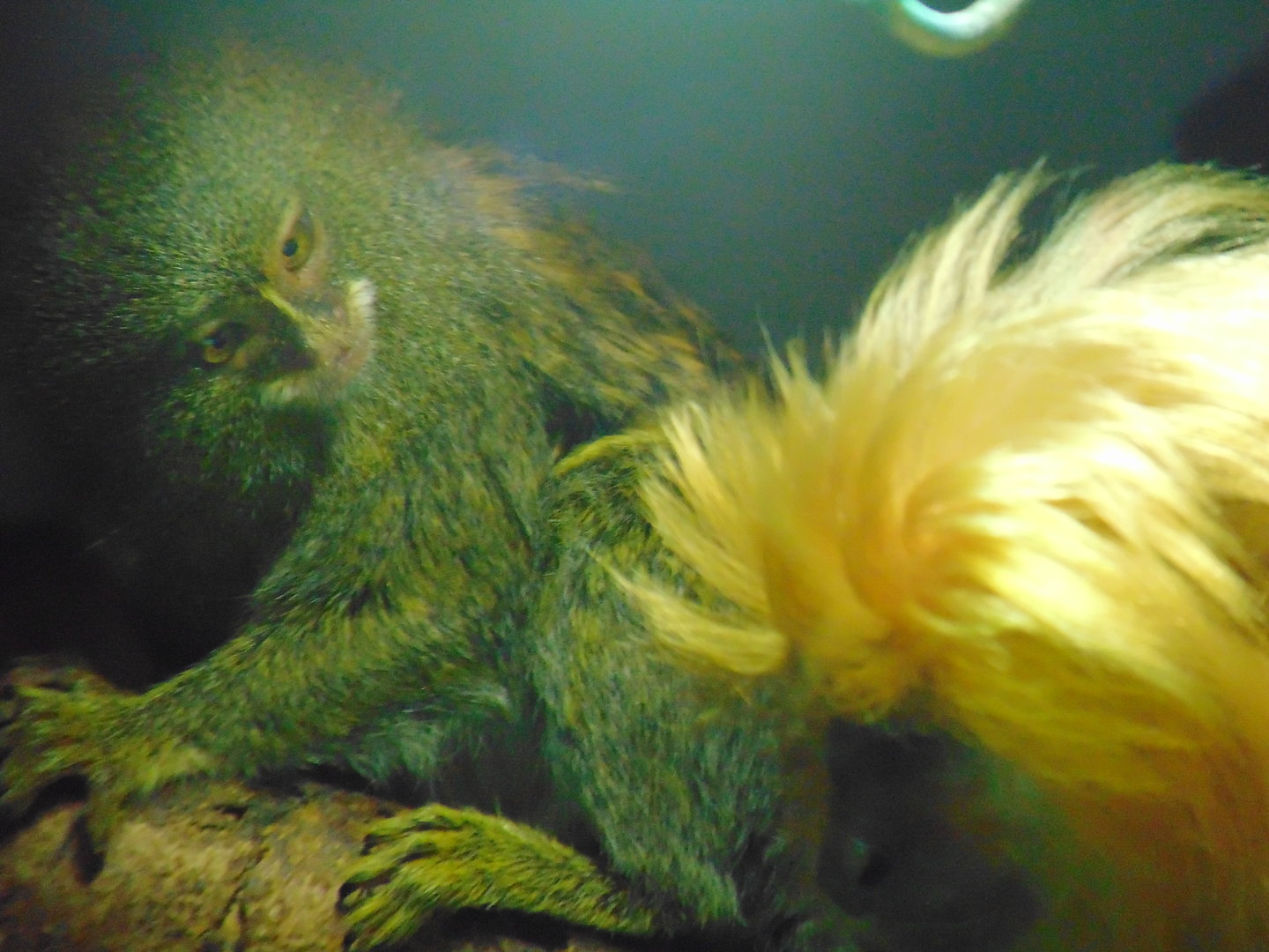 Pygmy Marmoset and Golden Lion Tamarin